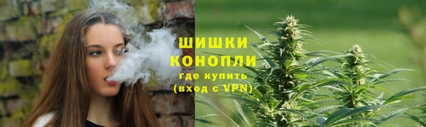 индика Новодвинск