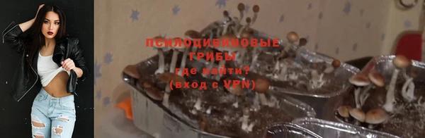 индика Новодвинск